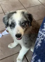 M1 ABCA, a male Border Collie for sale in Mountain Grove, MO – 6 of 10
