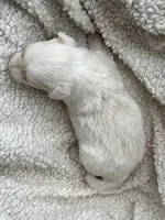 M1 ee red ABCA, a male Border Collie for sale in Mountain Grove, MO – 7 of 8