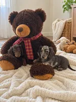 teddy, a male Dachshund for sale in Miami, FL – 2 of 3