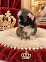 Lulu, a female Shihpoo for sale in Miami, FL – 1 of 2