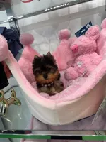 Mini, a female Yorkshire Terrier for sale in Miami, FL – 1 of 4