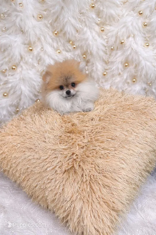 LUNA – Pomeranian puppy for sale in Miami, FL