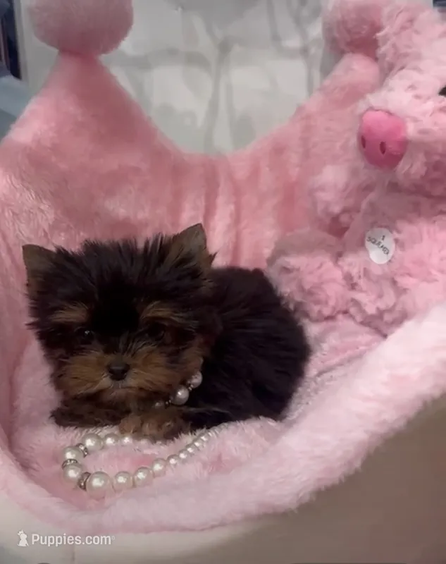 Mini – Yorkshire Terrier puppy for sale in Miami, FL