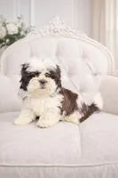 Max, a male Shih Tzu for sale in Miami, FL – Photo 2 of 2