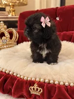 Angel, a female Shihpoo for sale in Miami, FL – 2 of 2