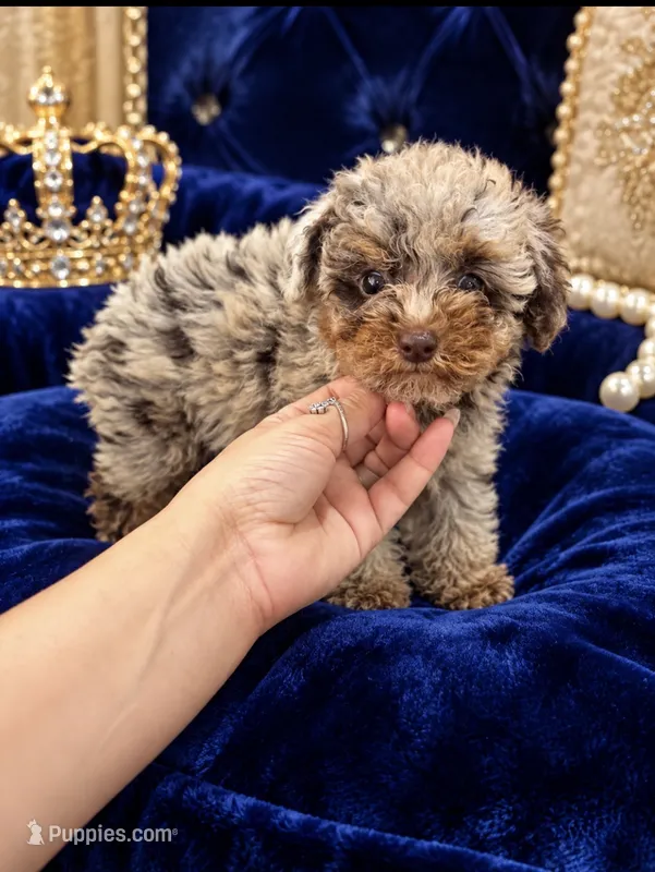 DIOR – Poodle - Toy  puppy for sale in Miami, FL
