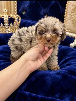 DIOR, a male Poodle - Toy  for sale in Miami, FL – 1 of 1