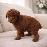 Rubi, a female Poodle - Miniature  for sale in Miami, FL – 1 of 1