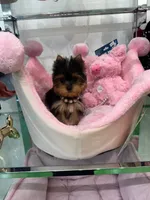 Mini, a female Yorkshire Terrier for sale in Miami, FL – 2 of 4