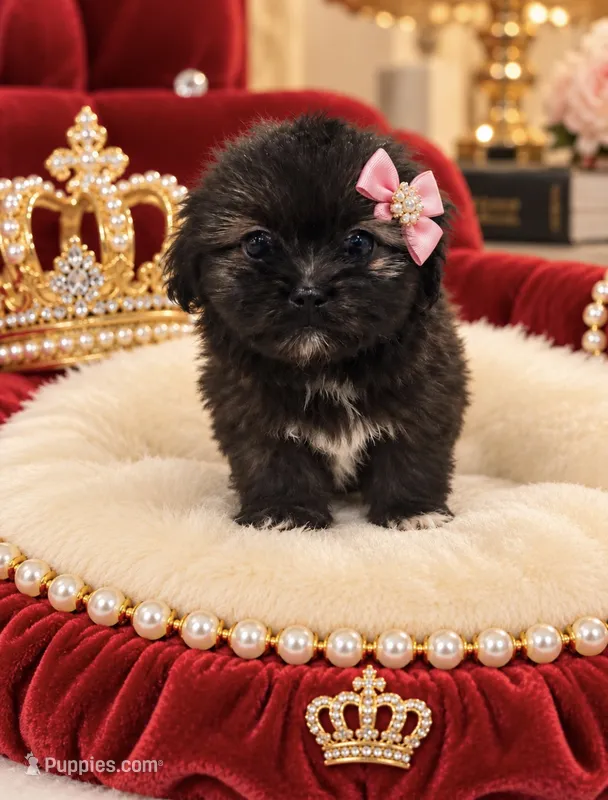 Angel – Shihpoo puppy for sale in Miami, FL