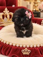 Angel, a female Shihpoo for sale in Miami, FL – 1 of 2