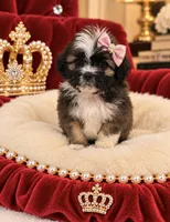 Lulu, a female Shihpoo for sale in Miami, FL – 2 of 2
