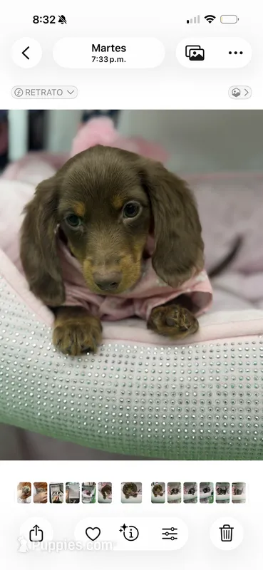 teddy – Dachshund puppy for sale in Miami, FL