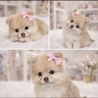 Jade, a female Pomeranian for sale in Miami, FL – Photo 2 of 2