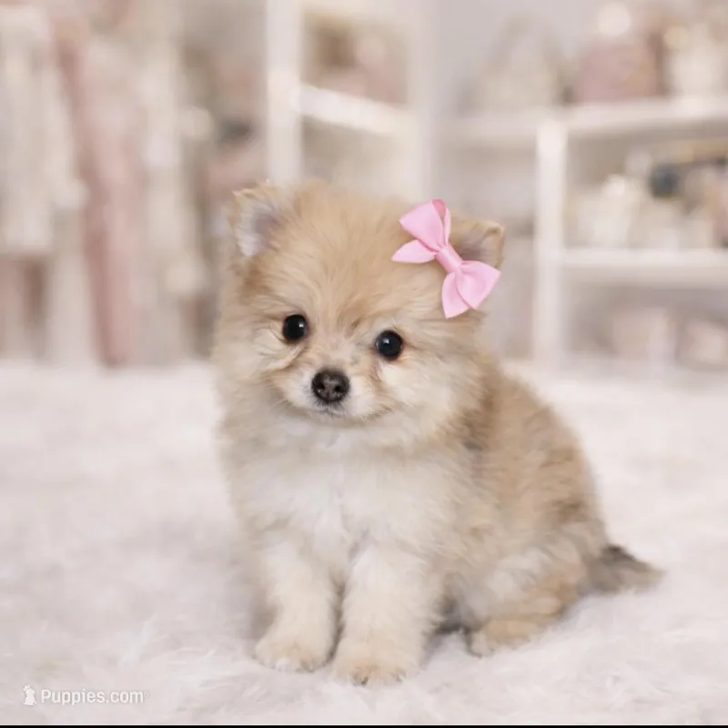 Jade – Pomeranian puppy for sale in Miami, FL