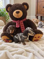 teddy, a male Dachshund for sale in Miami, FL – 3 of 3