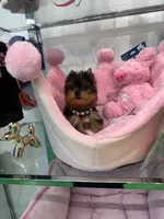 Mini, a female Yorkshire Terrier for sale in Miami, FL – 4 of 4