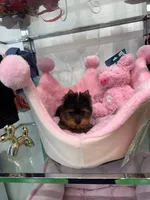 Mini, a female Yorkshire Terrier for sale in Miami, FL – 3 of 4