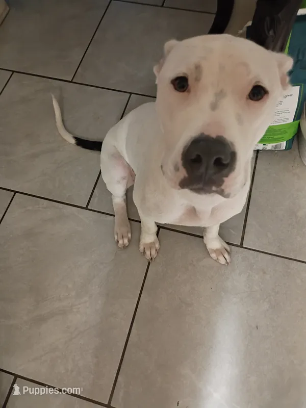 Spot – American Pit Bull Terrier puppy for sale in Orlando, FL
