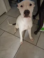 Spot, a female American Pit Bull Terrier for sale in Orlando, FL – 2 of 2
