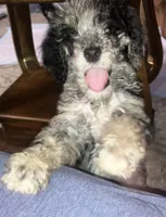 Wednesday, a female Poodle - Standard  for sale in Bethany, MO – 2 of 2