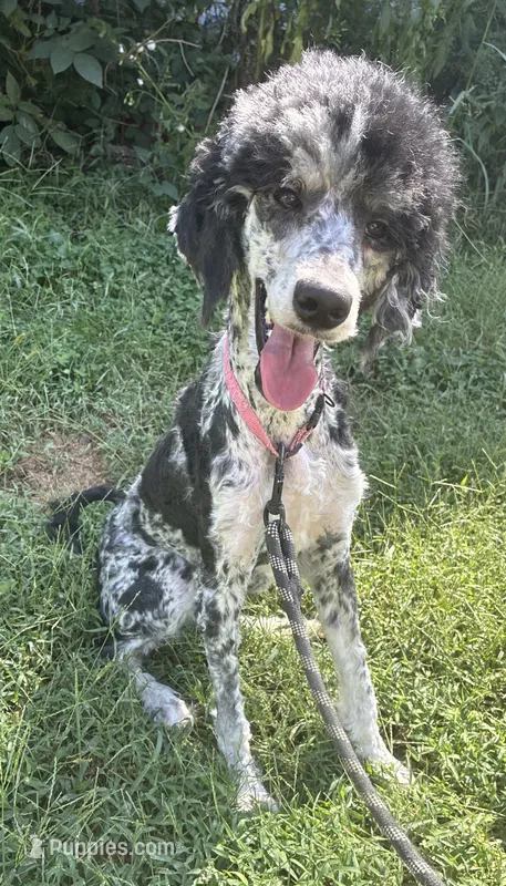 Wednesday – Poodle - Standard  puppy for sale in Bethany, MO