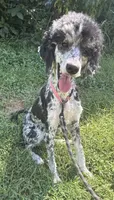 Wednesday, a female Poodle - Standard  for sale in Bethany, MO – 1 of 1
