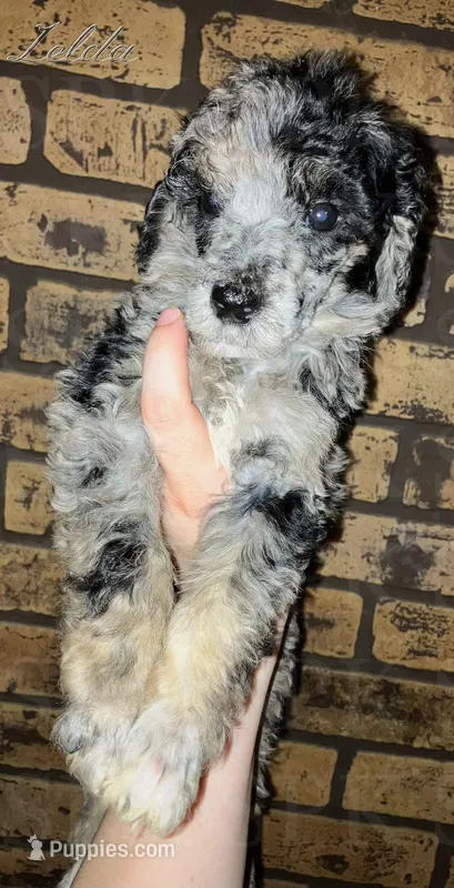 Wednesday – Poodle - Standard  puppy for sale in Bethany, MO