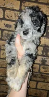 Wednesday, a female Poodle - Standard  for sale in Bethany, MO – 1 of 2