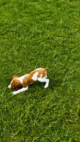 Jackson, a male Brittany for sale in Lumberton, NC – 4 of 9