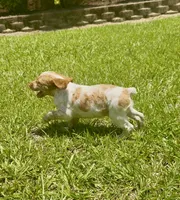 Missy, a female Brittany for sale in Lumberton, NC – 5 of 7