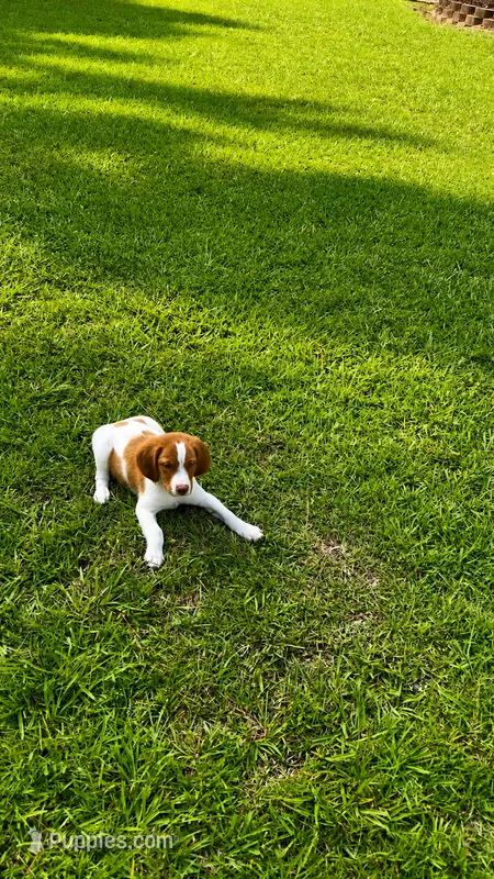 Tug – Brittany puppy for sale in Lumberton, NC