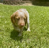 Missy, a female Brittany for sale in Lumberton, NC – 7 of 7