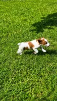 Callie, a female Brittany for sale in Lumberton, NC – 7 of 8