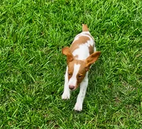 Teela, a female Brittany for sale in Lumberton, NC – 5 of 9