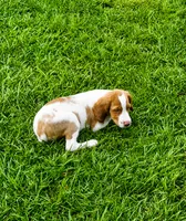 Luke, a male Brittany for sale in Lumberton, NC – 6 of 6