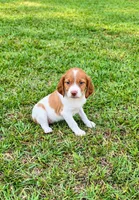 Bella, a male Brittany for sale in Lumberton, NC – 7 of 8