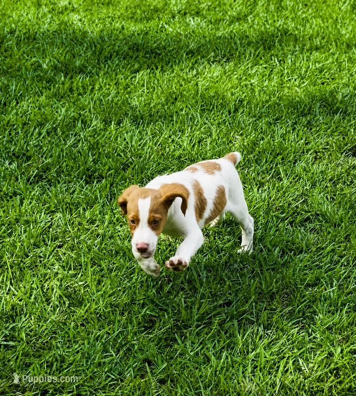 Luke – Brittany puppy for sale in Lumberton, NC