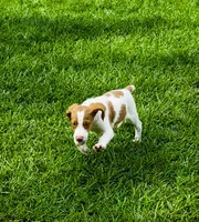 Luke, a male Brittany for sale in Lumberton, NC – 1 of 6
