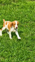 Teela, a female Brittany for sale in Lumberton, NC – 6 of 9