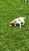 Callie, a female Brittany for sale in Lumberton, NC – 6 of 8