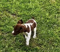 Theo, a male Brittany for sale in Lumberton, NC – 4 of 6