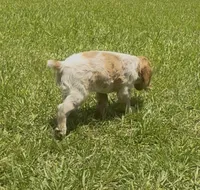 Misty, a female Brittany for sale in Lumberton, NC – 3 of 8