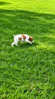 Callie, a female Brittany for sale in Lumberton, NC – 4 of 8