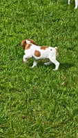 Callie, a female Brittany for sale in Lumberton, NC – 5 of 8