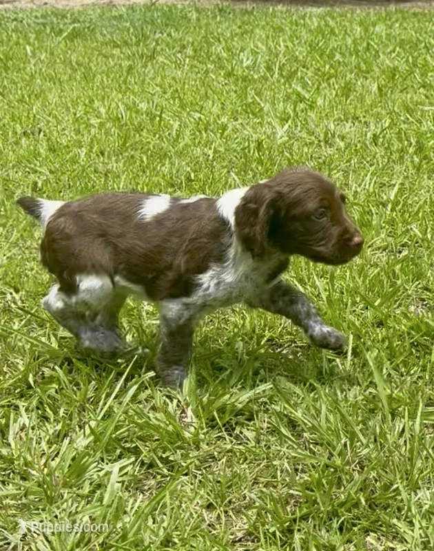 Macie – Brittany puppy for sale in Lumberton, NC