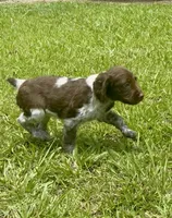 Macie, a female Brittany for sale in Lumberton, NC – 1 of 9