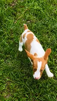 Teela, a female Brittany for sale in Lumberton, NC – 8 of 9