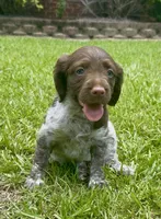 Macie, a female Brittany for sale in Lumberton, NC – 4 of 9