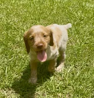 Misty, a female Brittany for sale in Lumberton, NC – 4 of 8